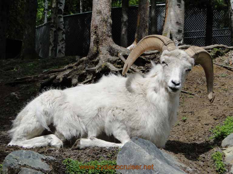 073: Alaska Zoo - Anchorage - Dall's Sheep