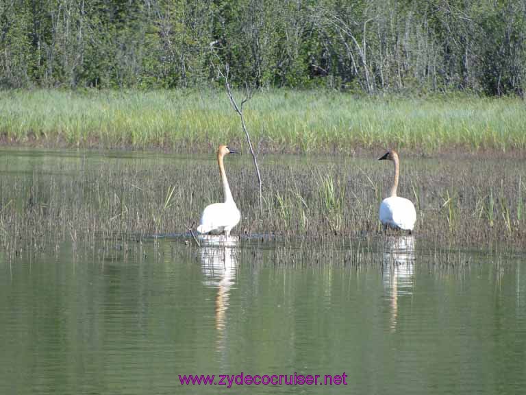 068: Carnival Spirit, Skagway, Alaska - Eagle Preserve Wildlife River Adventure - Swans