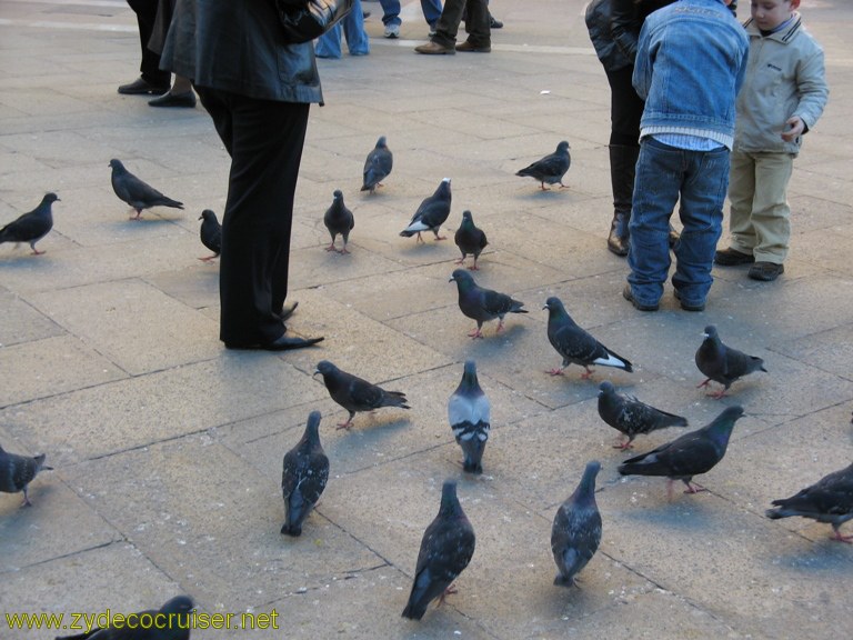 102: Carnival Freedom Inaugural, Venice, San Marco Pigeons