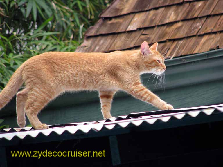 079: Carnival Freedom - Key West - Hemmingway Home - Cat on a Hot Tin Roof
