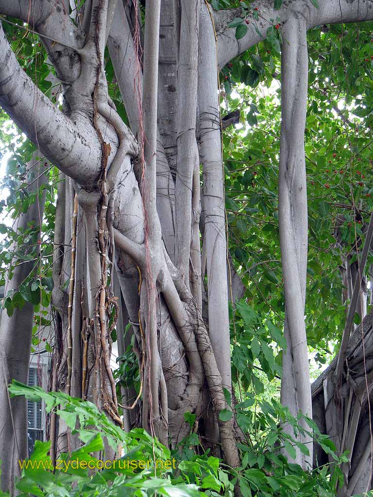 111: Carnival Freedom - Key West - Banyan Tree
