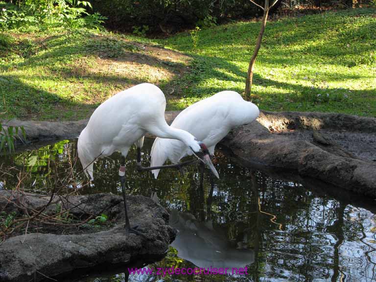 010: Audubon Zoo, New Orleans, Louisiana, Whooping Crane