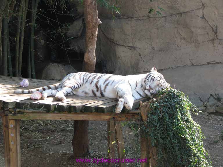 018: Audubon Zoo, New Orleans, Louisiana, Tiger