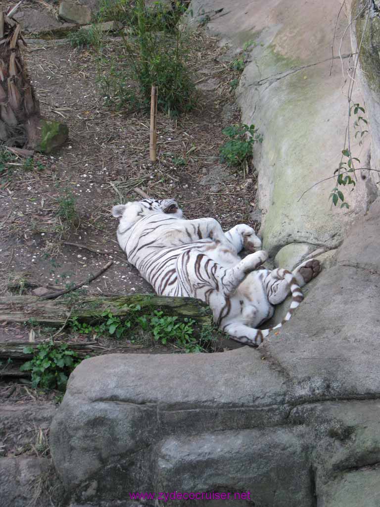 019: Audubon Zoo, New Orleans, Louisiana, Tiger