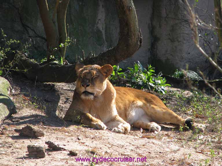 021: Audubon Zoo, New Orleans, Louisiana, Lion