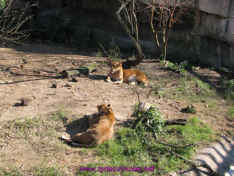 022: Audubon Zoo, New Orleans, Louisiana, Lions