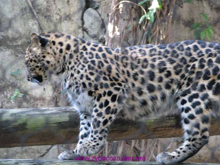 025: Audubon Zoo, New Orleans, Louisiana, Leopard