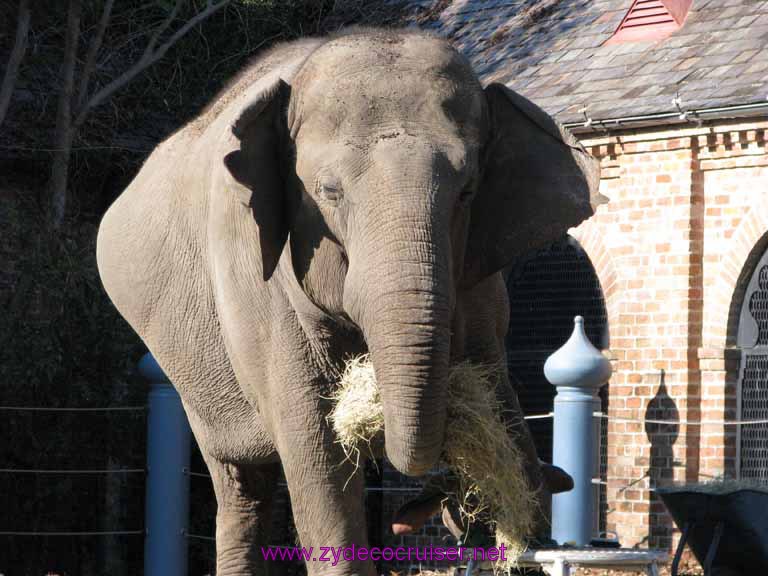 031: Audubon Zoo, New Orleans, Louisiana, Elephant