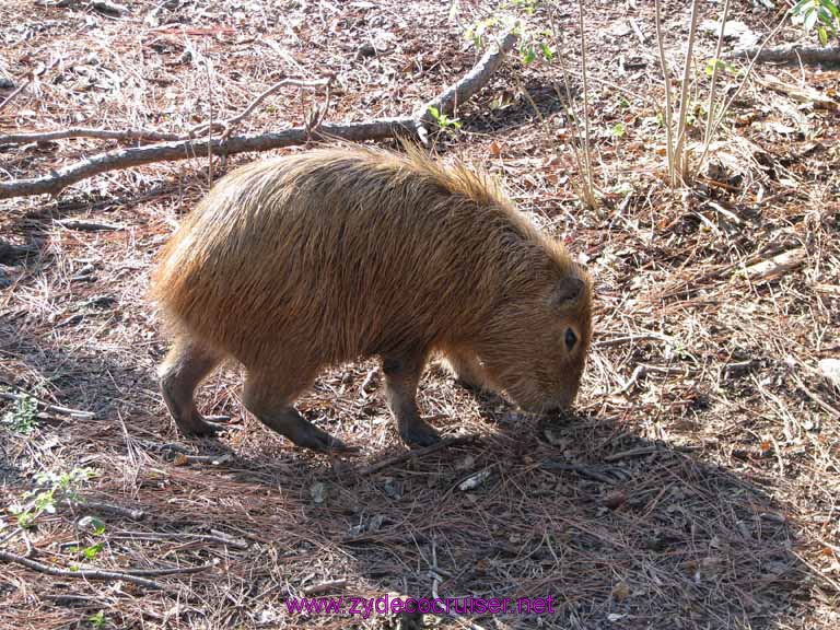 050: Audubon Zoo, New Orleans, Louisiana, Capybara