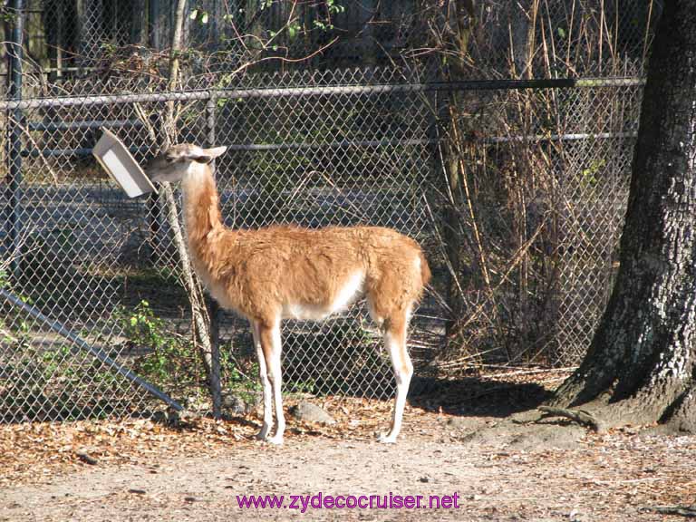 051: Audubon Zoo, New Orleans, Louisiana, 