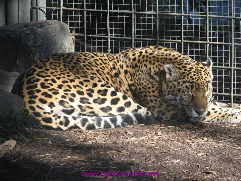 057: Audubon Zoo, New Orleans, Louisiana, Leopard