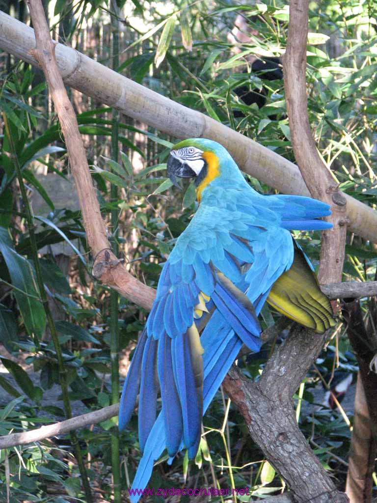 067: Audubon Zoo, New Orleans, Louisiana, Parrot 