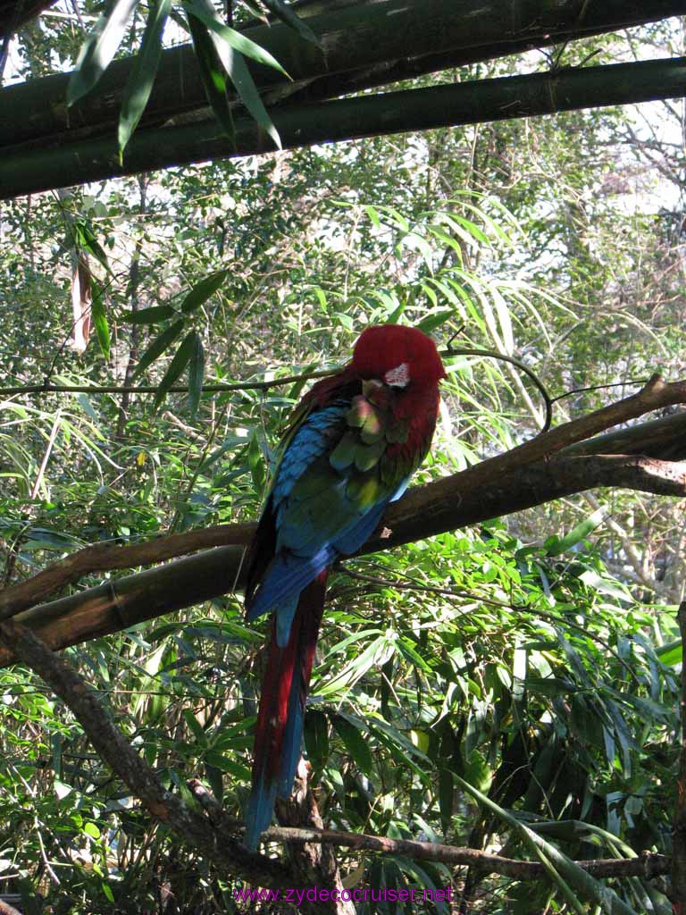 068: Audubon Zoo, New Orleans, Louisiana, Parrot