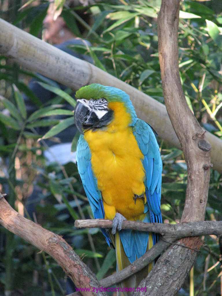 069: Audubon Zoo, New Orleans, Louisiana, Parrot