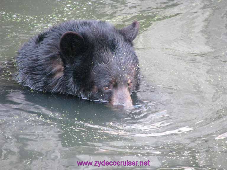 083: Audubon Zoo, New Orleans, Louisiana, Black Bear in Swamp Water