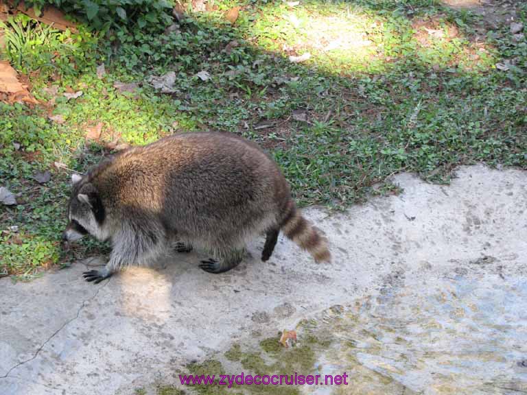 087: Audubon Zoo, New Orleans, Louisiana, Raccoon