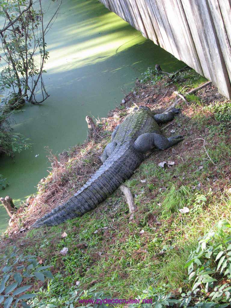 089: Audubon Zoo, New Orleans, Louisiana, Alligator