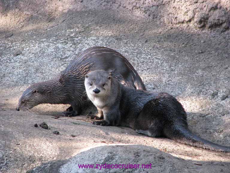 097: Audubon Zoo, New Orleans, Louisiana, Otters