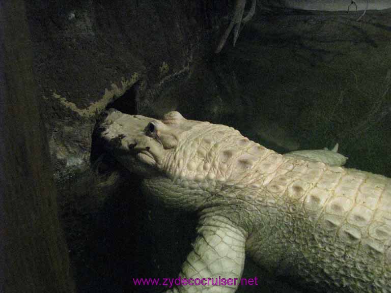 104: Audubon Zoo, New Orleans, Louisiana, White Alligator