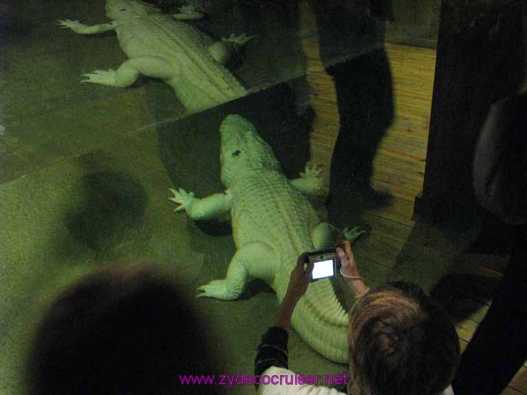 106: Audubon Zoo, New Orleans, Louisiana, White Alligator