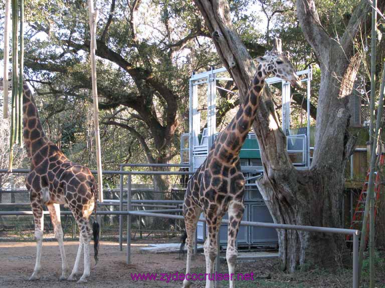 112: Audubon Zoo, New Orleans, Louisiana, Giraffes