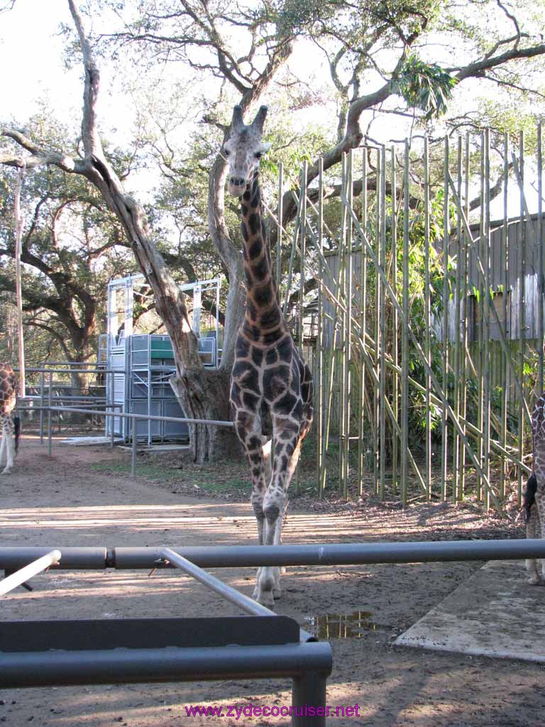 113: Audubon Zoo, New Orleans, Louisiana, Giraffe