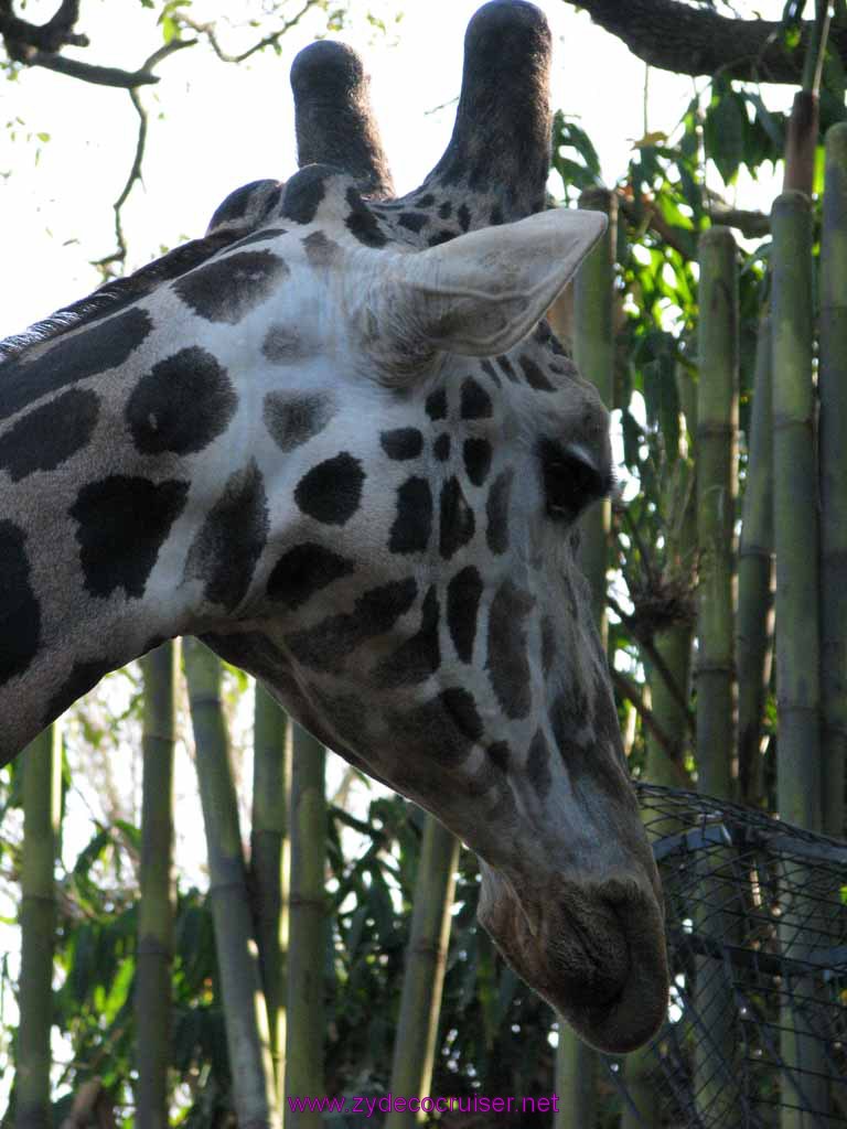 114: Audubon Zoo, New Orleans, Louisiana, Giraffe