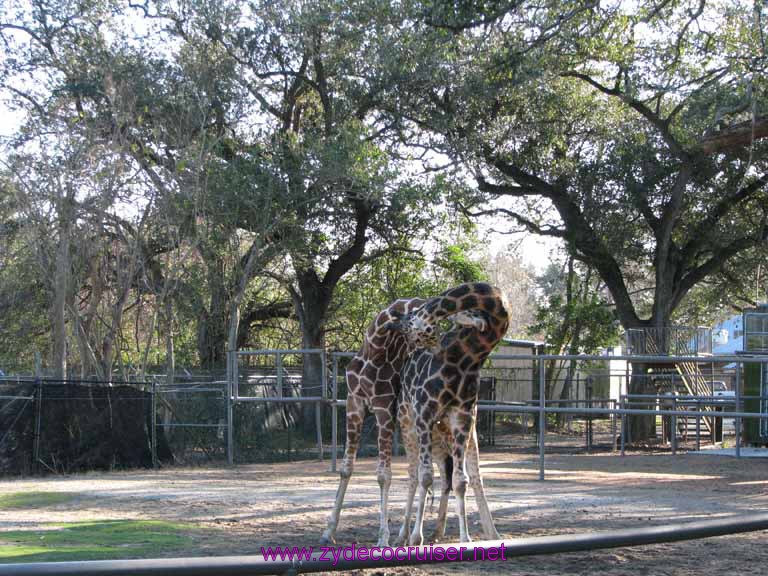 116: Audubon Zoo, New Orleans, Louisiana, Giraffes