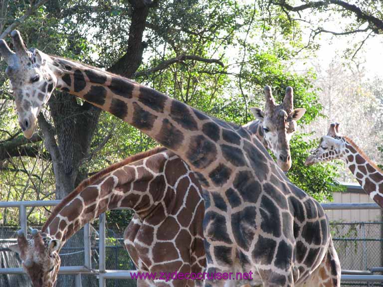 117: Audubon Zoo, New Orleans, Louisiana, Giraffes