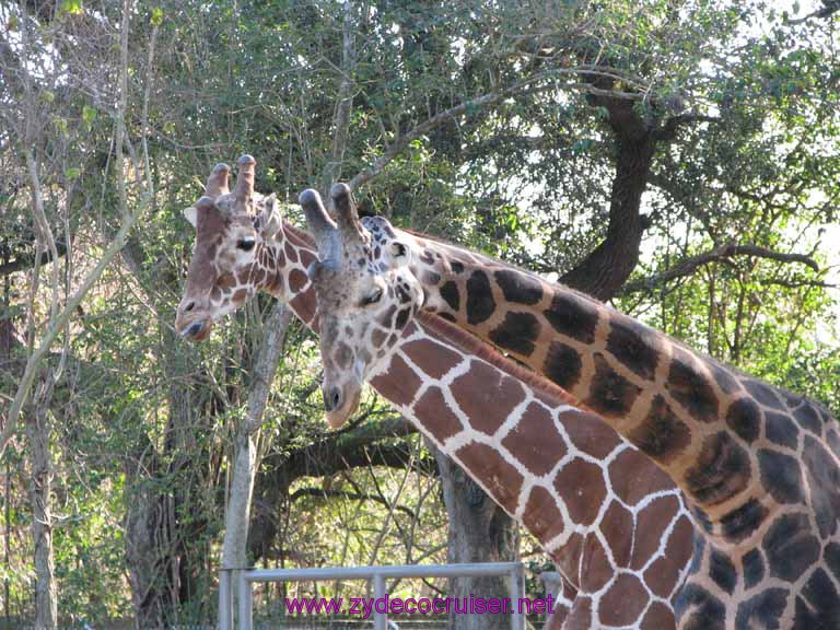 119: Audubon Zoo, New Orleans, Louisiana, Giraffes