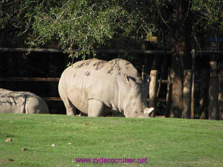 125: Audubon Zoo, New Orleans, Louisiana, Rhinoceros