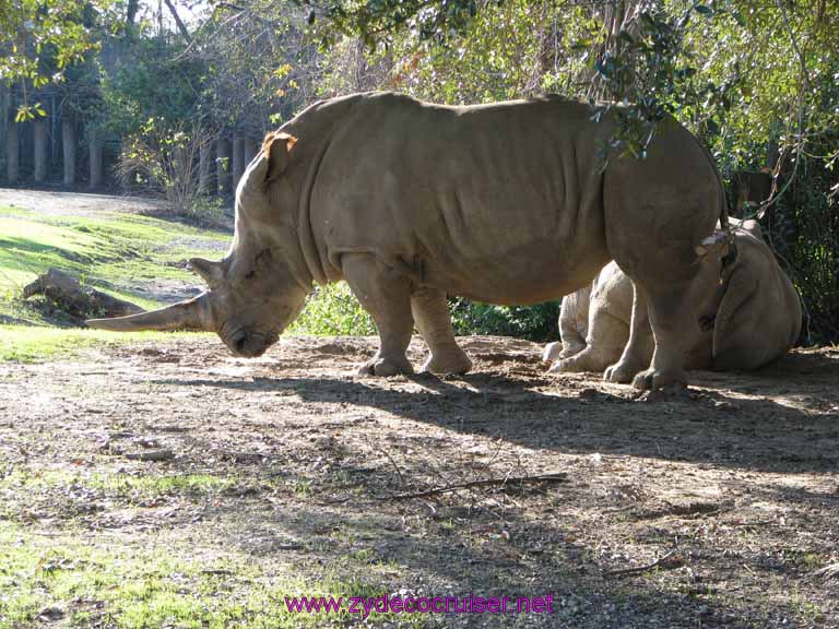 128: Audubon Zoo, New Orleans, Louisiana, Rhinoceros