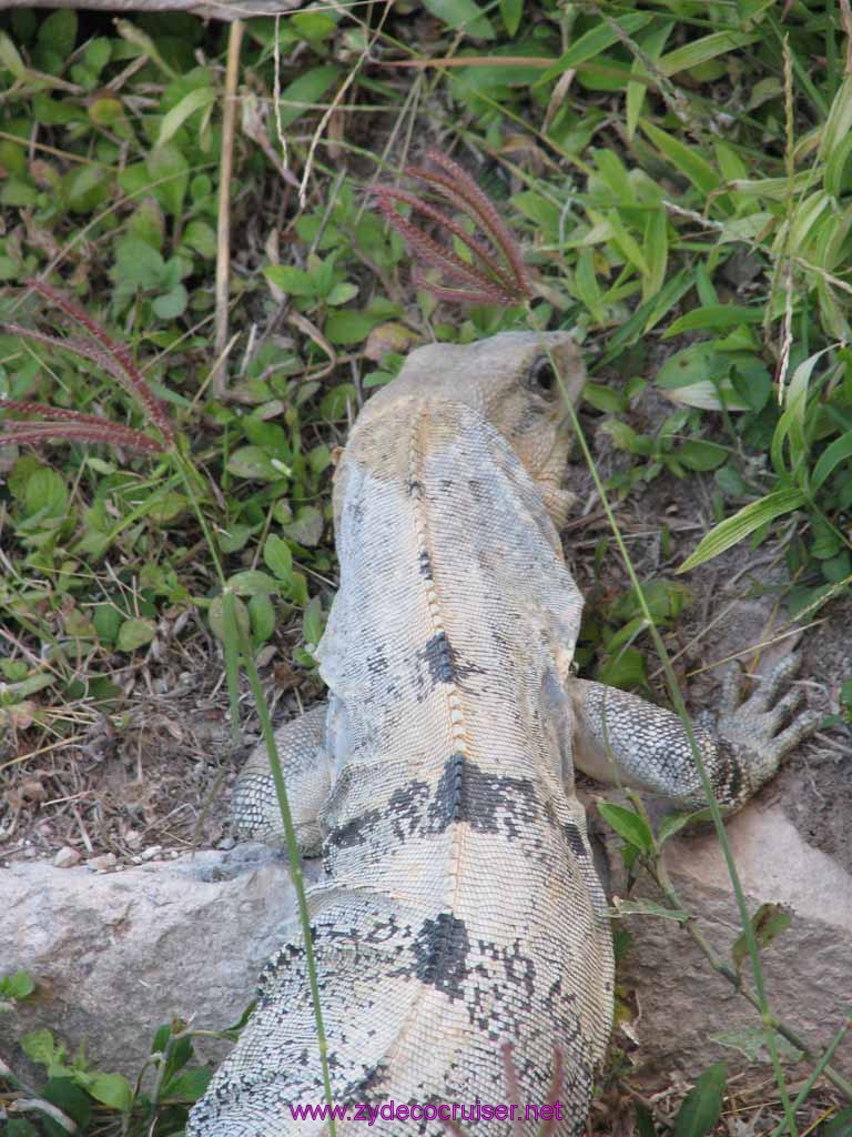 153: Carnival Fantasy, John Heald Bloggers Cruise 2, Progreso, Uxmal tour, Iguana