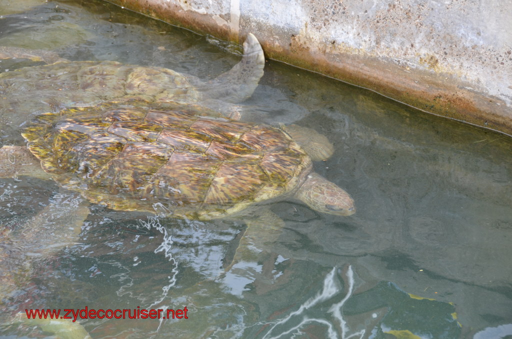 008: Carnival Magic, BC5, John Heald's Bloggers Cruise 5, Grand Cayman, Cayman Turtle Farm, Turtle Breeding Pond, 