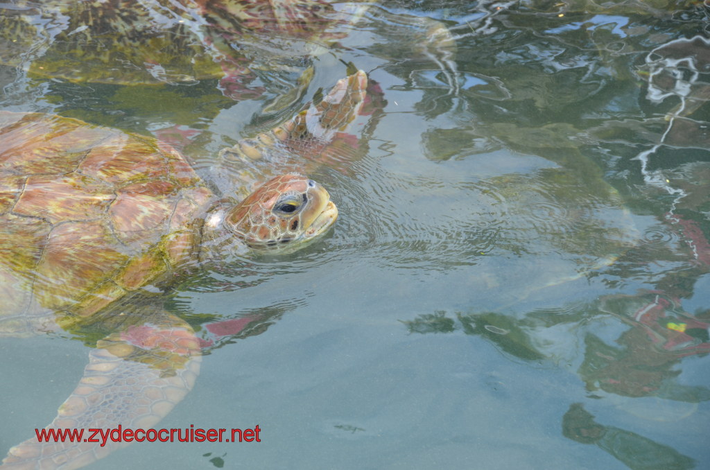 010: Carnival Magic, BC5, John Heald's Bloggers Cruise 5, Grand Cayman, Cayman Turtle Farm, Turtle Breeding Pond, 