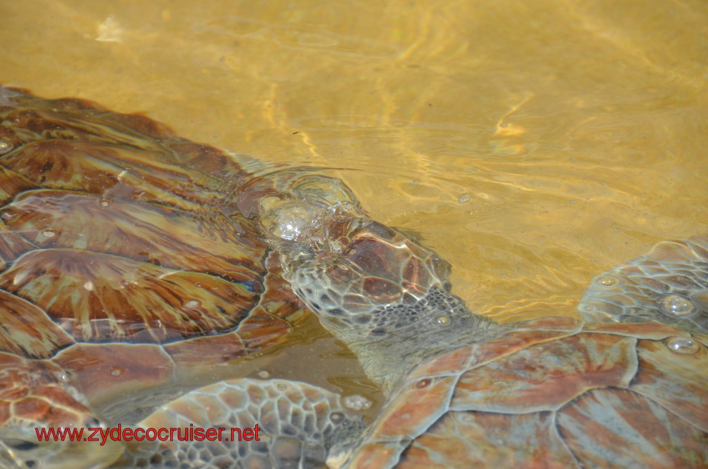 027: Carnival Magic, BC5, John Heald's Bloggers Cruise 5, Grand Cayman, Cayman Turtle Farm, Turtle Display, Touch Tanks, 