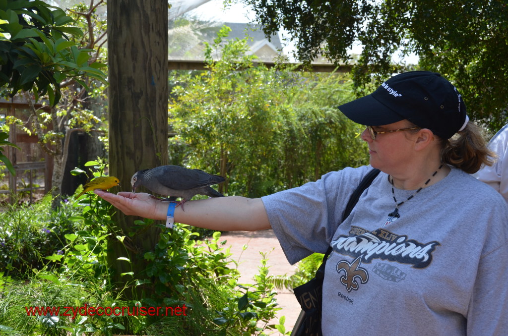 075: Carnival Magic, BC5, John Heald's Bloggers Cruise 5, Grand Cayman, Cayman Turtle Farm, Caribbean Aviary, Saffron Finch, White-Crowned Pigeon, 