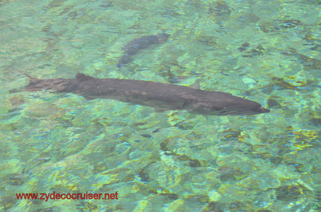 092: Carnival Magic, BC5, John Heald's Bloggers Cruise 5, Grand Cayman, Cayman Turtle Farm, Predator Reef, Barracuda, 