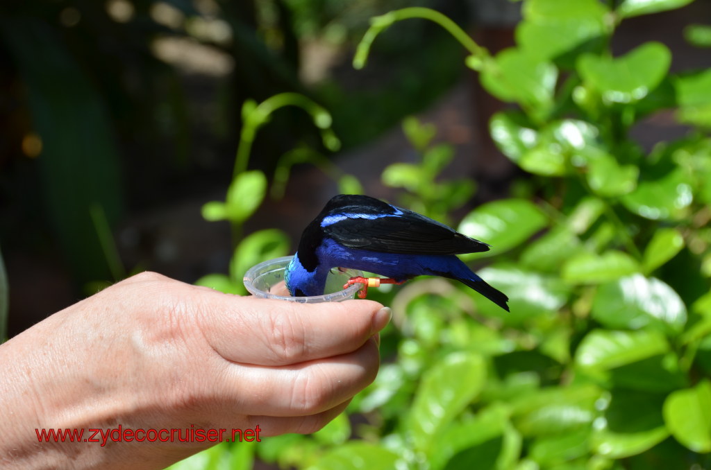 112: Carnival Magic, BC5, John Heald's Bloggers Cruise 5, Grand Cayman, Cayman Turtle Farm, Caribbean Aviary, Male Red-Legged Honeycreeper
