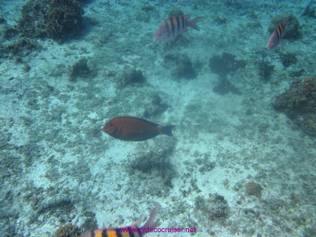 033: Carnival Elation Cruise, Cozumel, Two Reef Snorkeling by Boat, 