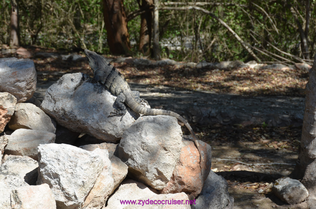 085: Carnival Elation, Progreso, Uxmal, Iguana, 