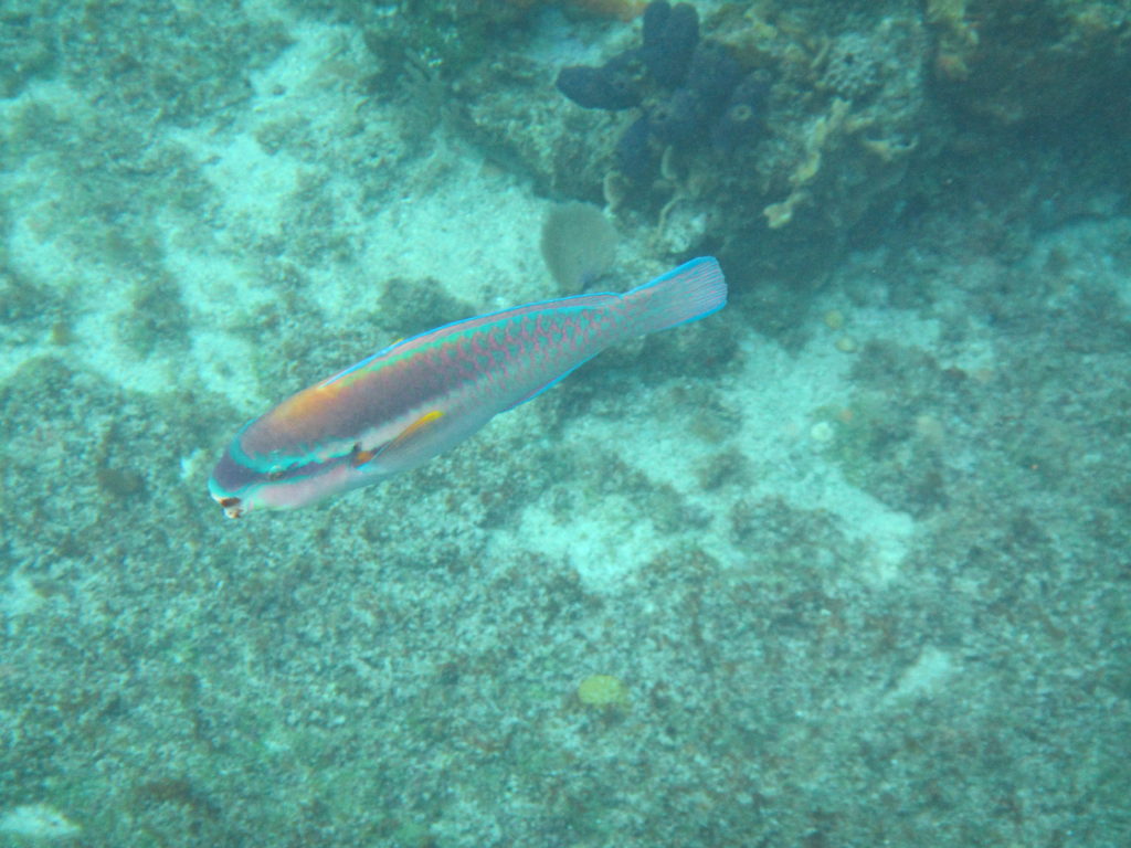 009: Carnival Elation Cruise, Cozumel, Deluxe Beach Catamaran Sail and Snorkel,