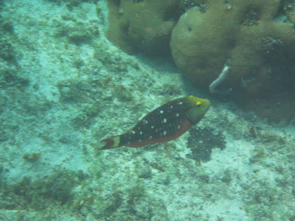 029: Carnival Elation Cruise, Cozumel, Deluxe Beach Catamaran Sail and Snorkel,