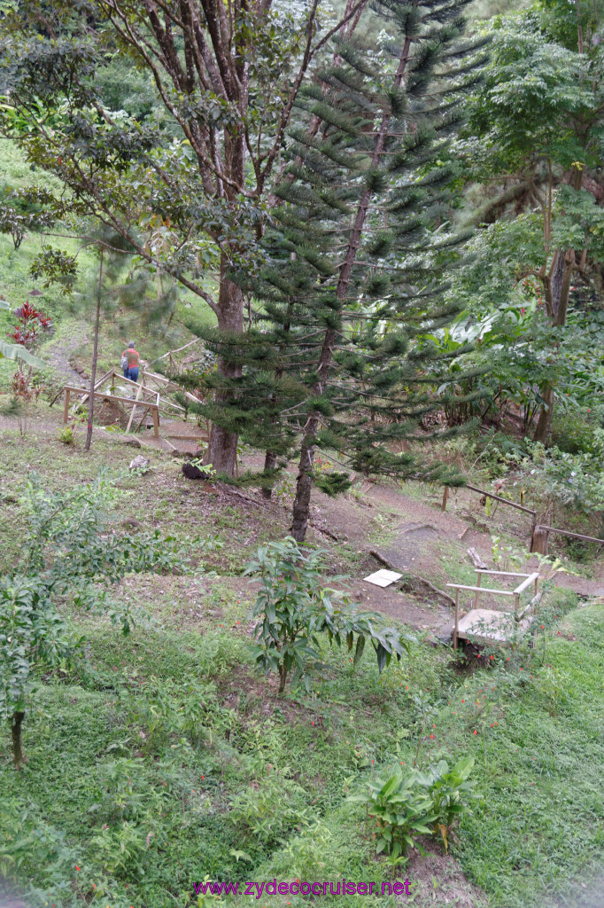 200: Carnival Freedom Reposition Cruise, St Lucia, Rain Forest Aerial Tram Adventure, 