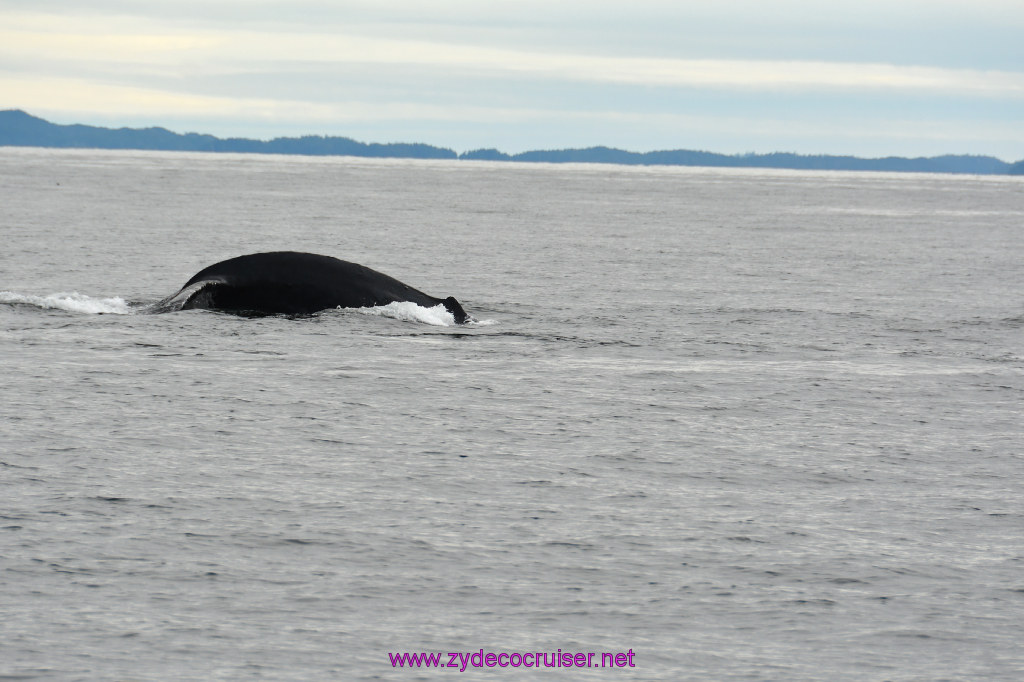 247: Carnival Miracle Alaska Cruise, Sitka, Jet Cat Wildlife Quest And Beach Exploration Excursion, 