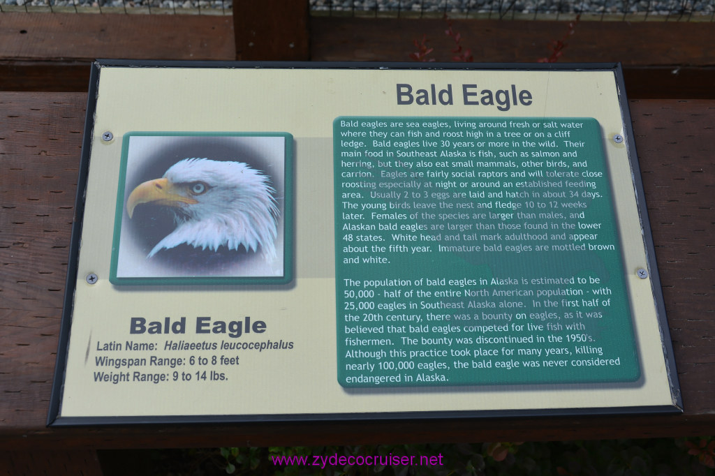394: Carnival Miracle Alaska Cruise, Sitka, Raptor Center, 