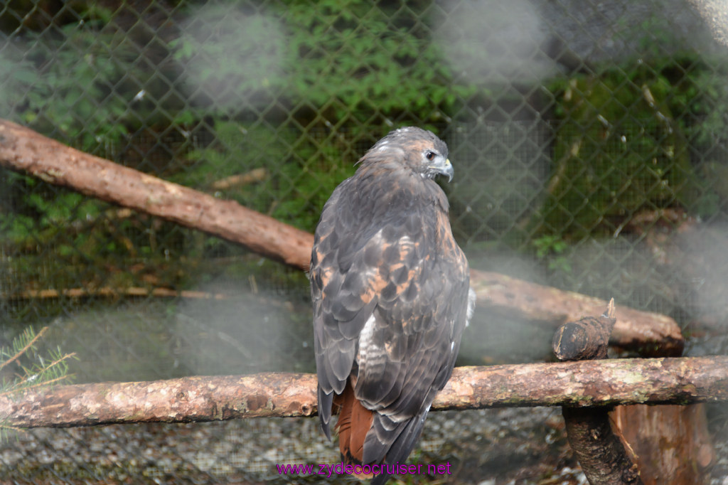 410: Carnival Miracle Alaska Cruise, Sitka, Raptor Center, 