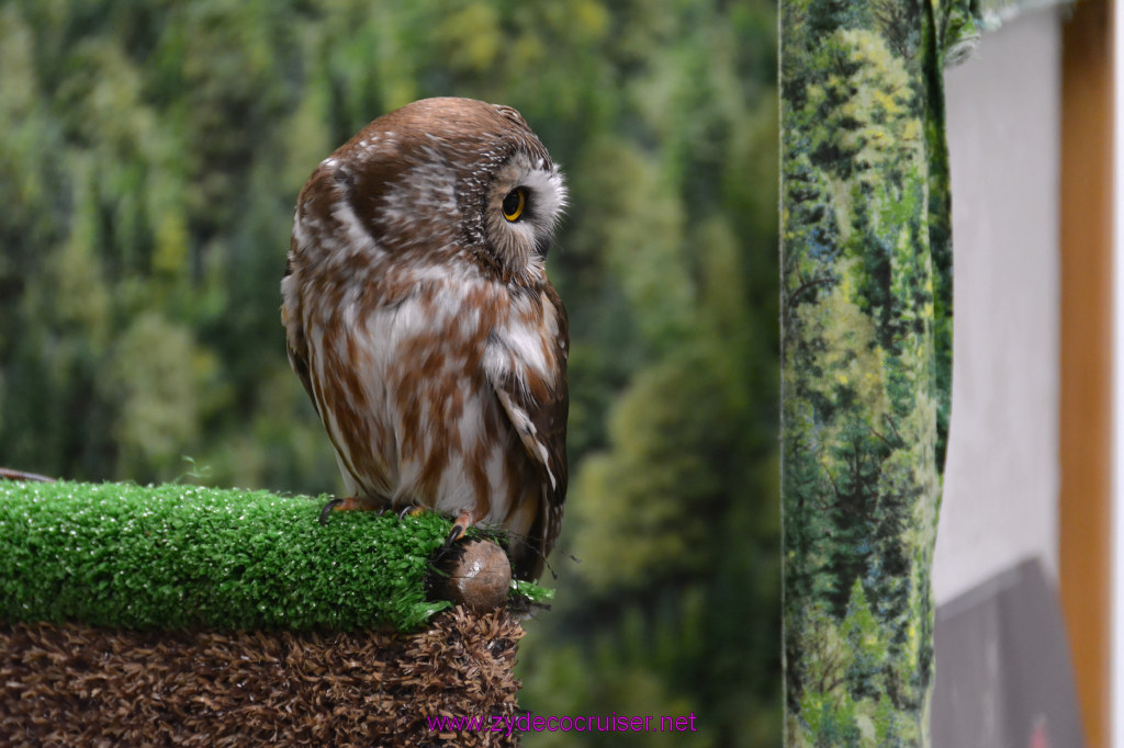 440: Carnival Miracle Alaska Cruise, Sitka, Raptor Center, 