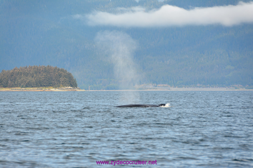 415: Carnival Miracle Alaska Cruise, Juneau, Harv and Marv's Whale Watching, 