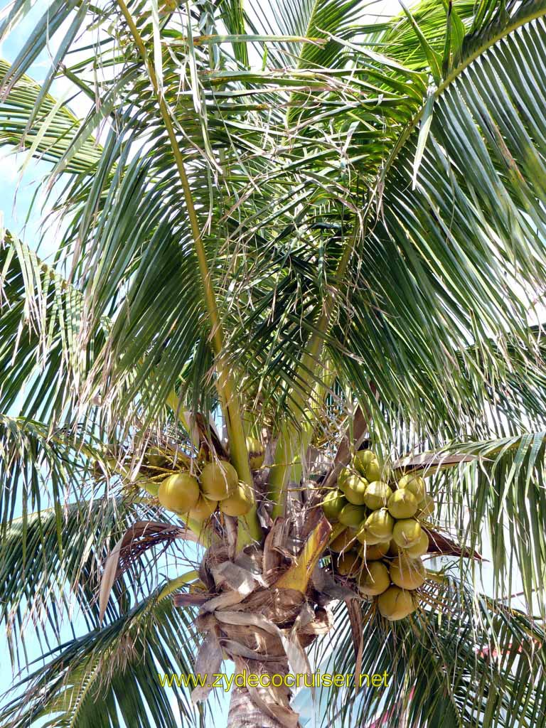 247: Carnival Sensation, Freeport, Bahamas, Coconuts
